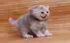 小班小猫操教案8篇