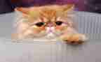 我的小猫300字作文精选8篇
