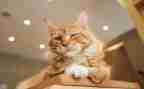 猫作文800字精选5篇