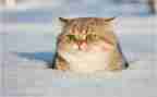 猫英文作文最新7篇