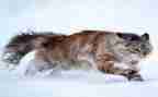 猫英文作文6篇