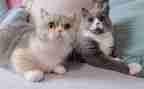 猫的作文400字参考6篇