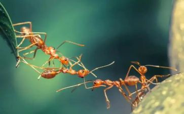 变成小蚂蚁作文推荐7篇