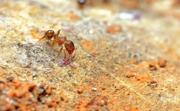 幼儿园小蚂蚁的教案参考7篇