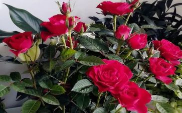 红玫瑰与白玫瑰读书心得5篇