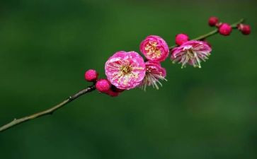 梅花赞的作文600字8篇