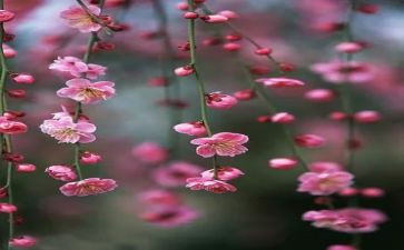 关于梅花魂的作文通用6篇