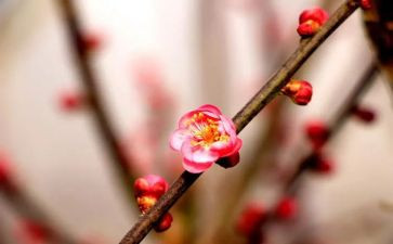 梅花魂作文优秀7篇
