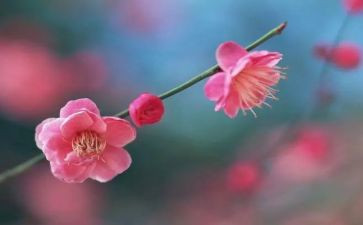 关于梅花魂的作文模板8篇