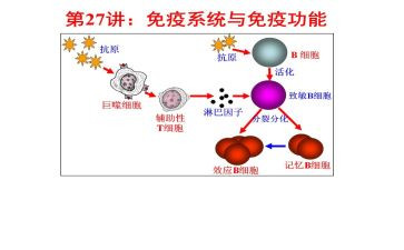 2024年乡镇卫生院免疫规划工作总结5篇