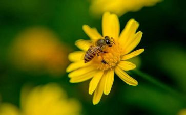 蜜蜂的作文400字优质5篇