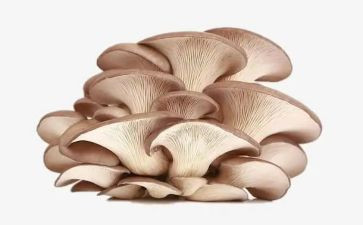 捏蘑菇教案优秀8篇