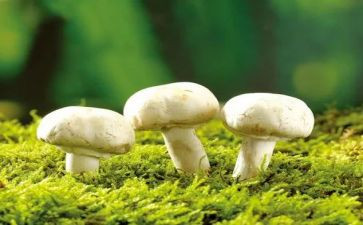 大蘑菇作文优秀7篇