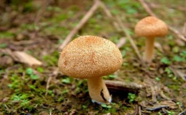 幼儿园大蘑菇教案5篇