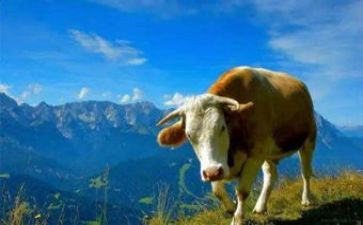 购买牛的合同优质7篇