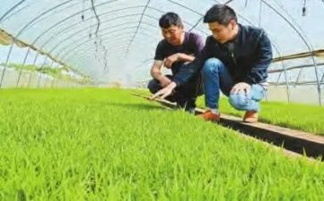 农技术员述职报告7篇