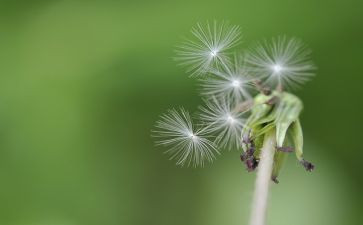 蒲公英的约定作文6篇