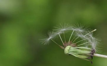 种蒲公英作文600字优质8篇