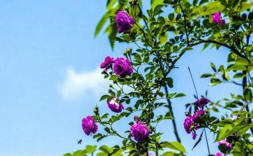 蔷薇花读后感7篇