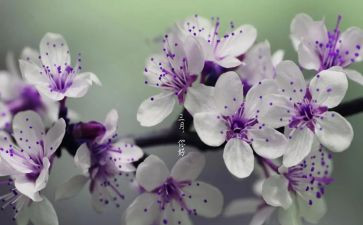 三月节策划活动方案8篇