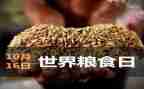 世界粮食日的心得体会8篇