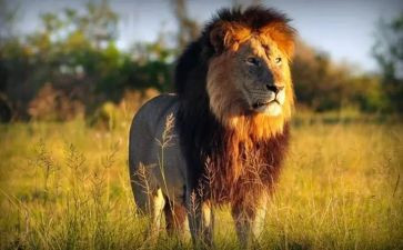 狮子的观后感模板6篇