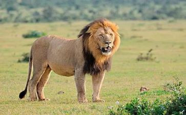 狮子王的观后感7篇