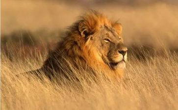 狮子的观后感参考5篇