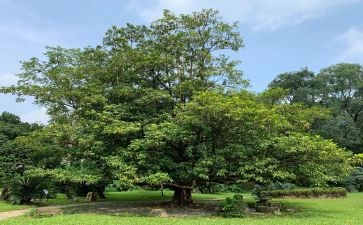 植树节活动方案总结7篇