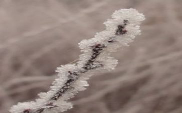 霜的工作的读后感优秀7篇