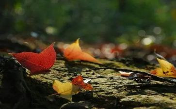 思念有关的作文6篇