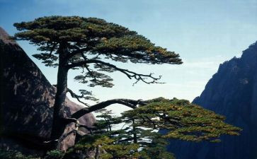 小松鼠的伞教案最新8篇