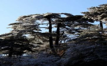 小松鼠的伞教案5篇