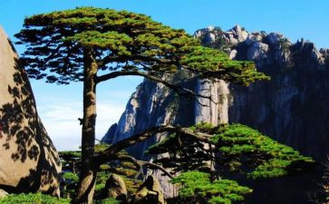 小松鼠的伞教案参考8篇