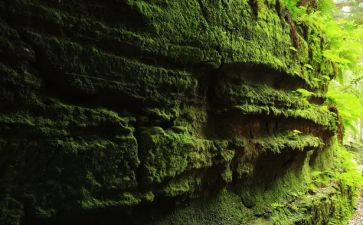 苔的读后感作文300字6篇