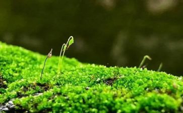 苔古诗教案优质6篇
