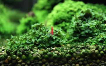 苔古诗教案模板6篇