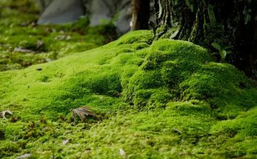 苔的教学教案7篇