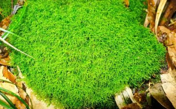 苔的教学教案最新7篇