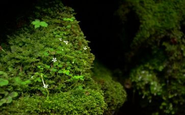 苔的教学教案精选6篇