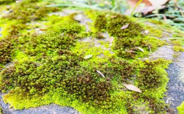 幼儿古诗苔教案6篇