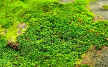 苔的读后感作文300字推荐8篇