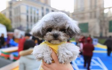 泰迪犬作文模板6篇
