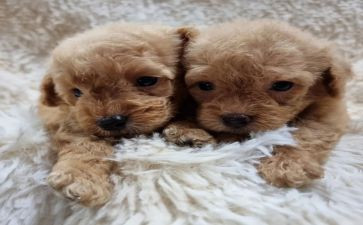 泰迪犬作文6篇
