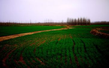 《秋天的田野》作文参考6篇