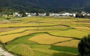 《秋天的田野》作文8篇