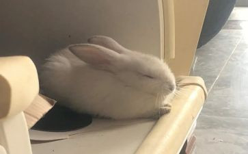 写白兔的作文通用8篇