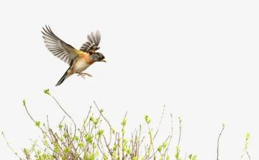 喂小鸟教案精选5篇