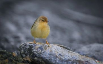 鱼和小鸟的读后感7篇