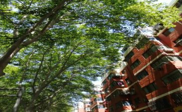 梧桐作文600字8篇